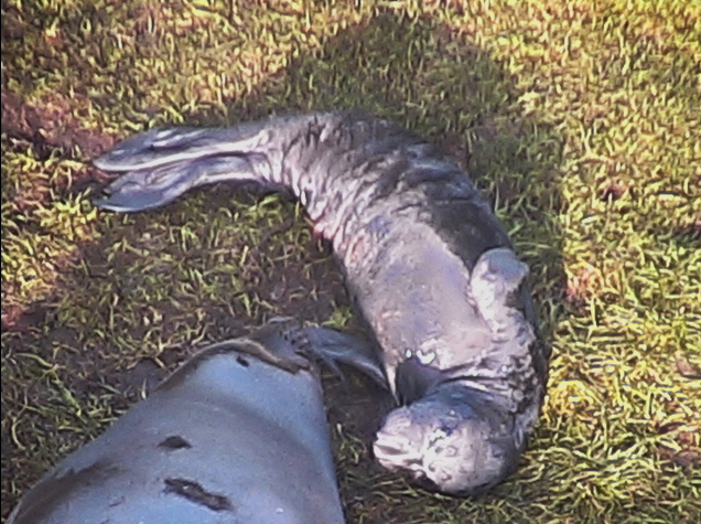 Baby-Elephant-Seal-on-Webcam-1