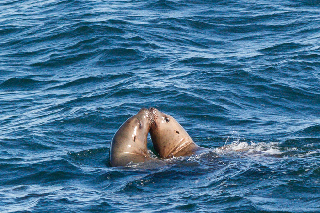 Sea lions share a kiss